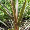 Cordyline indivisa 'Sundance'